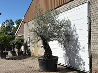Olijfboom bonsai xl - olea europaea - ca. 120 jaar oud - hoogte ca. 280 cm - afbeelding 2 van  4
