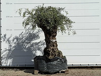 Olijfboom bonsai xl - olea europaea - ca. 150 jaar oud - hoogte ca. 230 cm - afbeelding 1 van  5