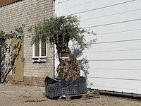 Olijfboom bonsai xl - olea europaea - ca. 150 jaar oud - hoogte ca. 230 cm - afbeelding 2 van  5