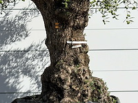 Olijfboom bonsai xl - olea europaea - ca. 150 jaar oud - hoogte ca. 230 cm - afbeelding 4 van  5