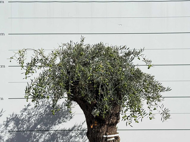 Olijfboom bonsai xl - olea europaea - ca. 150 jaar oud - hoogte ca. 230 cm - afbeelding 5 van  5