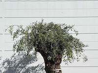 Olijfboom bonsai xl - olea europaea - ca. 150 jaar oud - hoogte ca. 230 cm - afbeelding 5 van  5