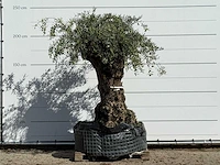 Olijfboom bonsai xl - olea europaea - ca. 150 jaar oud - hoogte ca. 230 cm