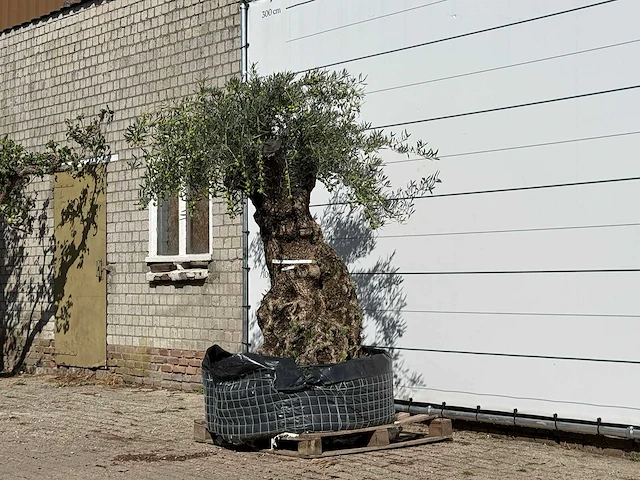 Olijfboom bonsai xl - olea europaea - ca. 150 jaar oud - hoogte ca. 230 cm - afbeelding 2 van  5