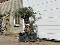 Olijfboom bonsai xl - olea europaea - ca. 150 jaar oud - hoogte ca. 230 cm - afbeelding 2 van  5