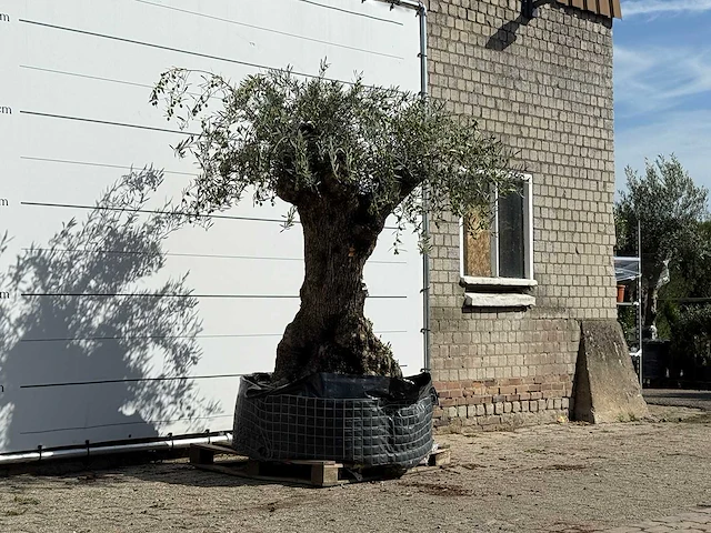 Olijfboom bonsai xl - olea europaea - ca. 150 jaar oud - hoogte ca. 230 cm - afbeelding 3 van  5