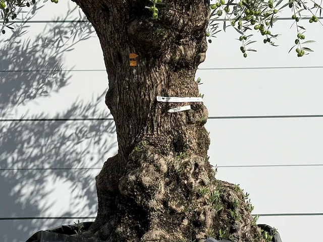 Olijfboom bonsai xl - olea europaea - ca. 150 jaar oud - hoogte ca. 230 cm - afbeelding 4 van  5