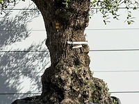Olijfboom bonsai xl - olea europaea - ca. 150 jaar oud - hoogte ca. 230 cm - afbeelding 4 van  5