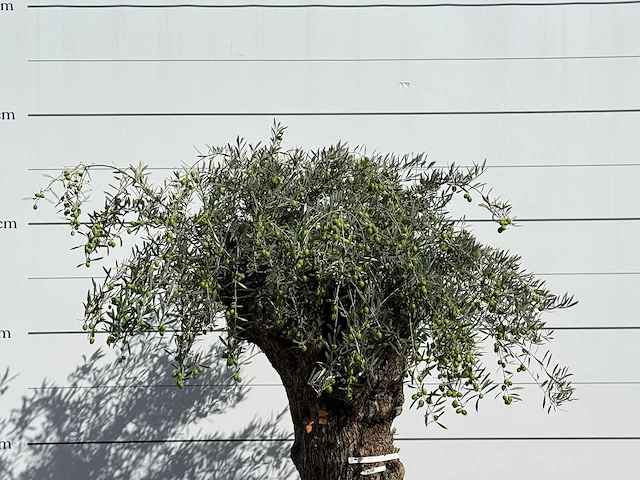 Olijfboom bonsai xl - olea europaea - ca. 150 jaar oud - hoogte ca. 230 cm - afbeelding 5 van  5