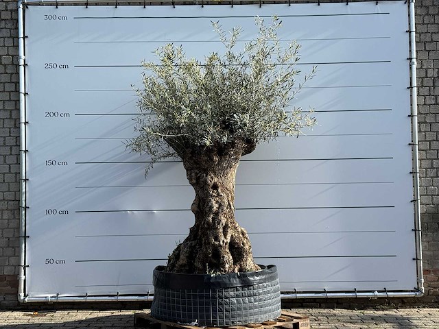 Olijfboom bonsai xl - olea europaea - ca. 150 jaar oud - hoogte ca. 240 cm - afbeelding 1 van  7