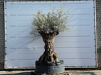 Olijfboom bonsai xl - olea europaea - ca. 150 jaar oud - hoogte ca. 240 cm