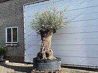 Olijfboom bonsai xl - olea europaea - ca. 150 jaar oud - hoogte ca. 240 cm - afbeelding 2 van  7