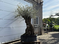 Olijfboom bonsai xl - olea europaea - ca. 150 jaar oud - hoogte ca. 240 cm - afbeelding 3 van  7