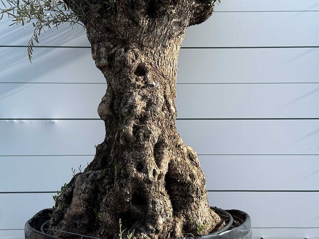Olijfboom bonsai xl - olea europaea - ca. 150 jaar oud - hoogte ca. 240 cm - afbeelding 4 van  7