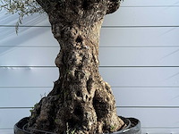 Olijfboom bonsai xl - olea europaea - ca. 150 jaar oud - hoogte ca. 240 cm - afbeelding 4 van  7