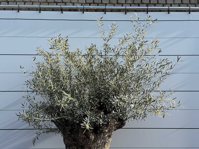 Olijfboom bonsai xl - olea europaea - ca. 150 jaar oud - hoogte ca. 240 cm - afbeelding 5 van  7