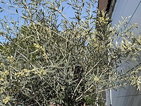 Olijfboom bonsai xl - olea europaea - ca. 150 jaar oud - hoogte ca. 240 cm - afbeelding 6 van  7
