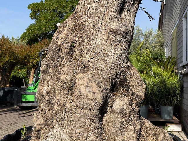 Olijfboom bonsai xl - olea europaea - ca. 150 jaar oud - hoogte ca. 240 cm - afbeelding 7 van  7
