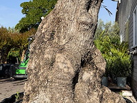 Olijfboom bonsai xl - olea europaea - ca. 150 jaar oud - hoogte ca. 240 cm - afbeelding 7 van  7