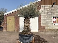 Olijfboom bonsai xl - olea europaea - ca. 150 jaar oud - hoogte ca. 250 cm
