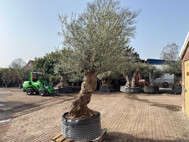 Olijfboom bonsai xl - olea europaea - ca. 150 jaar oud - hoogte ca. 250 cm - afbeelding 6 van  7