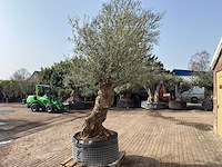 Olijfboom bonsai xl - olea europaea - ca. 150 jaar oud - hoogte ca. 250 cm - afbeelding 6 van  7