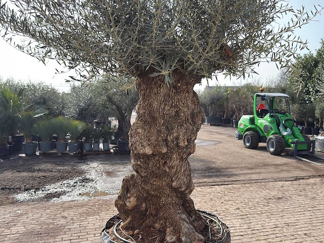Olijfboom bonsai xl - olea europaea - ca. 150 jaar oud - hoogte ca. 250 cm - afbeelding 7 van  7