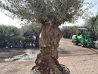 Olijfboom bonsai xl - olea europaea - ca. 150 jaar oud - hoogte ca. 250 cm - afbeelding 7 van  7