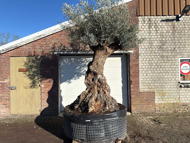 Olijfboom bonsai xl - olea europaea - ca. 150 jaar oud - hoogte ca. 250 cm - afbeelding 1 van  8