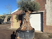 Olijfboom bonsai xl - olea europaea - ca. 150 jaar oud - hoogte ca. 250 cm - afbeelding 2 van  8