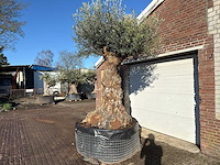 Olijfboom bonsai xl - olea europaea - ca. 150 jaar oud - hoogte ca. 250 cm - afbeelding 3 van  8