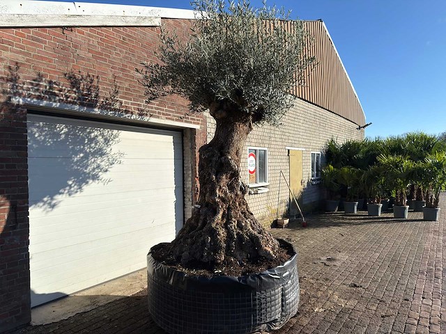 Olijfboom bonsai xl - olea europaea - ca. 150 jaar oud - hoogte ca. 250 cm - afbeelding 4 van  8