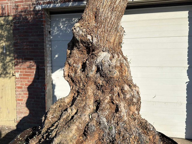 Olijfboom bonsai xl - olea europaea - ca. 150 jaar oud - hoogte ca. 250 cm - afbeelding 6 van  8