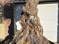 Olijfboom bonsai xl - olea europaea - ca. 150 jaar oud - hoogte ca. 250 cm - afbeelding 6 van  8