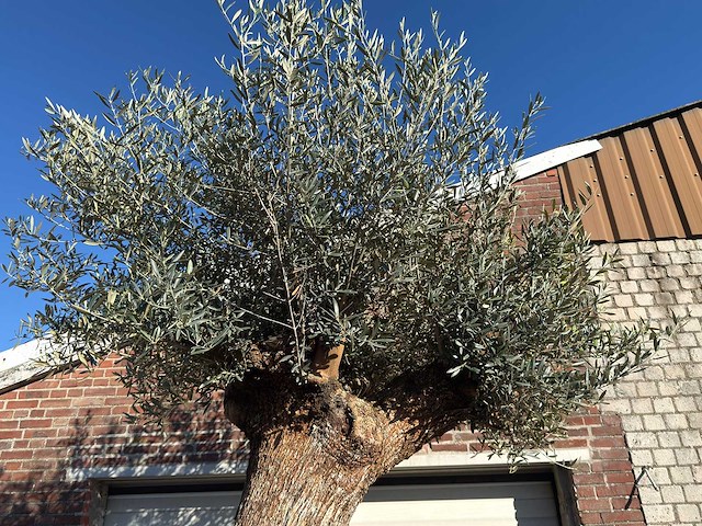 Olijfboom bonsai xl - olea europaea - ca. 150 jaar oud - hoogte ca. 250 cm - afbeelding 7 van  8