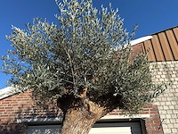 Olijfboom bonsai xl - olea europaea - ca. 150 jaar oud - hoogte ca. 250 cm - afbeelding 7 van  8