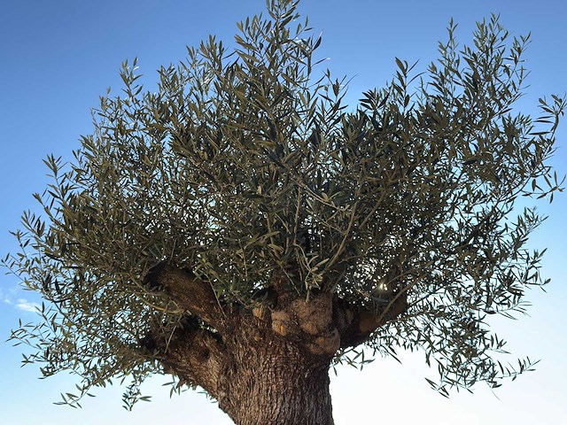Olijfboom bonsai xl - olea europaea - ca. 150 jaar oud - hoogte ca. 250 cm - afbeelding 8 van  8