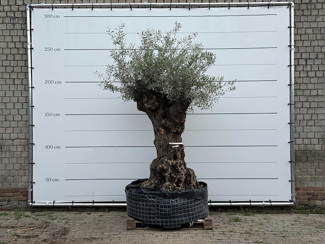 Olijfboom bonsai xl - olea europaea - ca. 150 jaar oud - hoogte ca. 250 cm - afbeelding 1 van  3