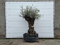 Olijfboom bonsai xl - olea europaea - ca. 150 jaar oud - hoogte ca. 250 cm