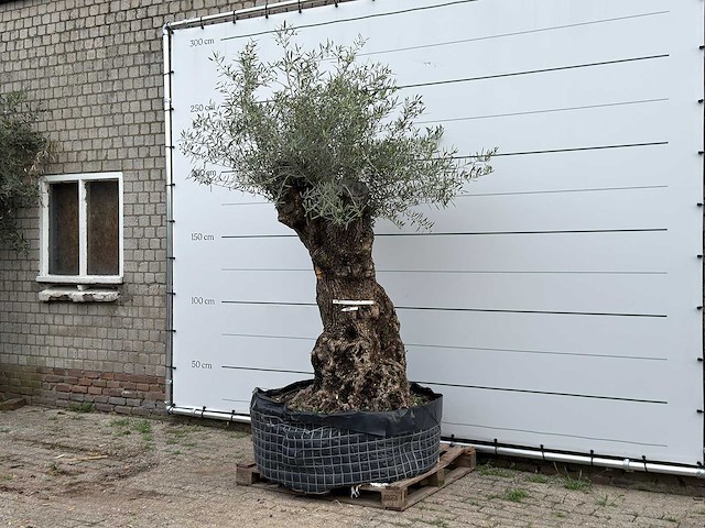 Olijfboom bonsai xl - olea europaea - ca. 150 jaar oud - hoogte ca. 250 cm - afbeelding 2 van  3