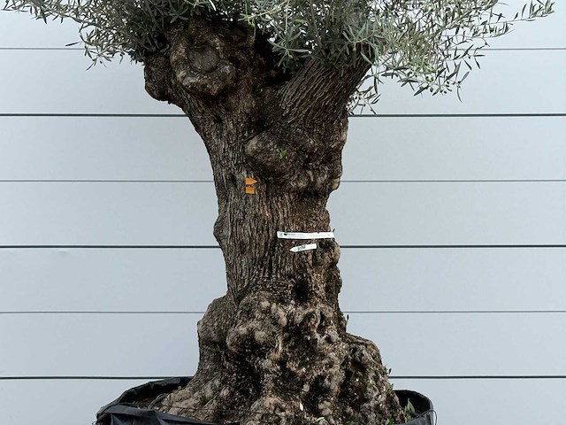 Olijfboom bonsai xl - olea europaea - ca. 150 jaar oud - hoogte ca. 250 cm - afbeelding 3 van  3