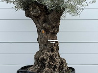 Olijfboom bonsai xl - olea europaea - ca. 150 jaar oud - hoogte ca. 250 cm - afbeelding 3 van  3