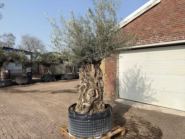 Olijfboom bonsai xl - olea europaea - ca. 150 jaar oud - hoogte ca. 250 cm - afbeelding 3 van  9