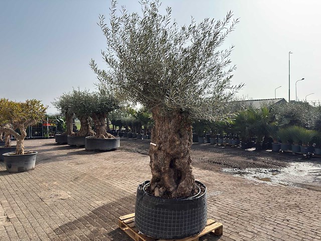 Olijfboom bonsai xl - olea europaea - ca. 150 jaar oud - hoogte ca. 250 cm - afbeelding 7 van  9