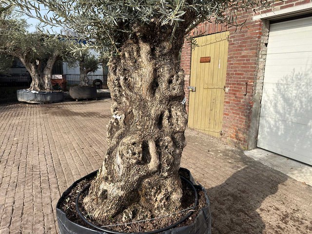 Olijfboom bonsai xl - olea europaea - ca. 150 jaar oud - hoogte ca. 250 cm - afbeelding 8 van  9