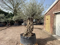 Olijfboom bonsai xl - olea europaea - ca. 150 jaar oud - hoogte ca. 250 cm - afbeelding 4 van  9