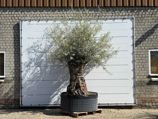 Olijfboom bonsai xl - olea europaea - ca. 150 jaar oud - hoogte ca. 270 cm - afbeelding 1 van  1