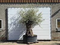 Olijfboom bonsai xl - olea europaea - ca. 150 jaar oud - hoogte ca. 270 cm