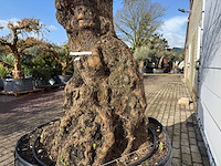 Olijfboom bonsai xl - olea europaea - ca. 150 jaar oud - hoogte ca. 270 cm - afbeelding 3 van  11