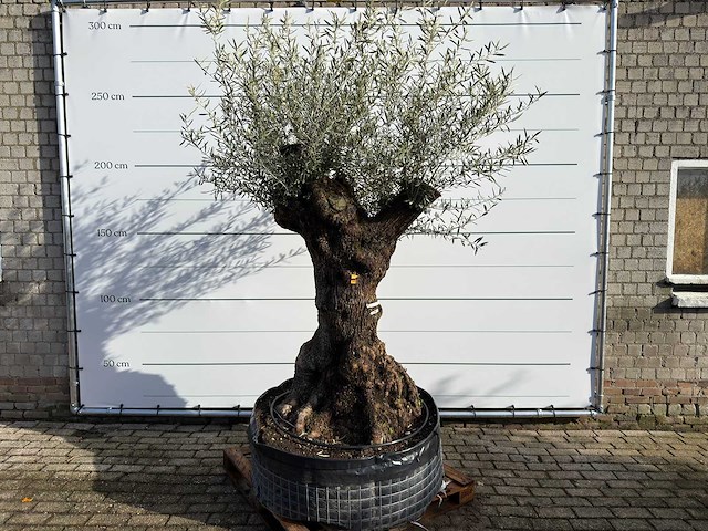 Olijfboom bonsai xl - olea europaea - ca. 150 jaar oud - hoogte ca. 270 cm - afbeelding 1 van  11